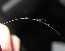 Волосы секутся по всей длине – причины, восстановление в домашних условиях