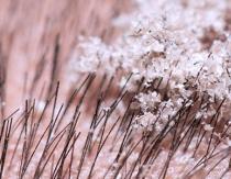 Causes of dandruff on the head in women and the most effective methods of treatment