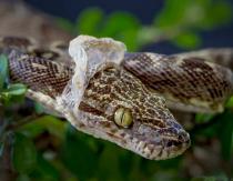 Как часто змеи сбрасывают кожу?