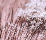 Causes of dandruff on the head in women and the most effective methods of treatment